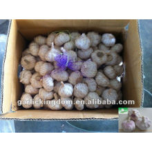 China Fresh Garlic 5.5cm 10kg ctn loose packing